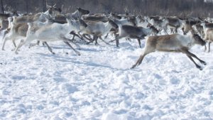 Rentiere In Der Wildnis In Russland 300x169 Rentiere In Der Wildnis In Russland 300x169